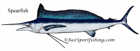 Spearfish illustration