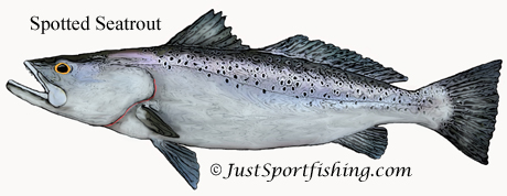 Spotted Seatrout illustration