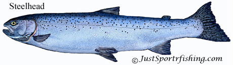 Steelhead illustration