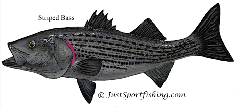 Striped Bass picture