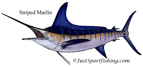 Striped Marlin illustration