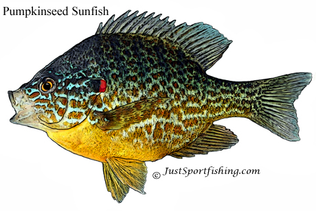 Sunfish Pumpkinseed illustration