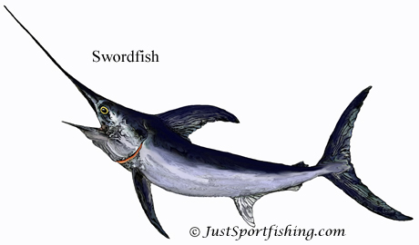 Swordfish picture