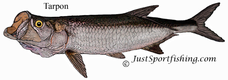 Tarpon illustration