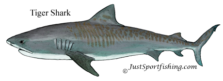 Tiger Shark illustration