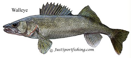 Walleye illustration