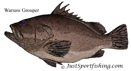 Warsaw Grouper illustration