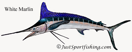 White Marlin illustration