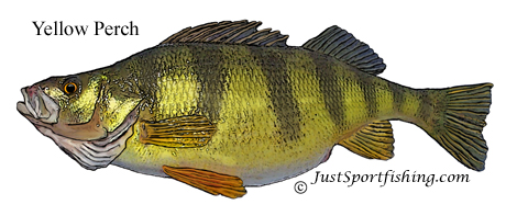 Yellow Perch picture