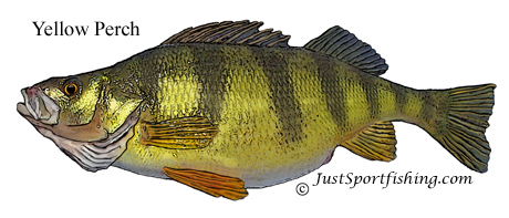 Yellow Perch illustration