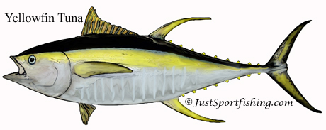 Yellowfin Tuna illustration