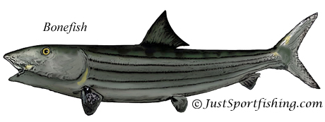 bonefish illustration