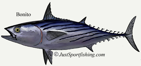 Bonito Tuna picture