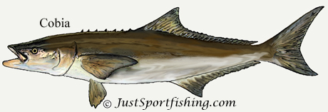 cobia illustration