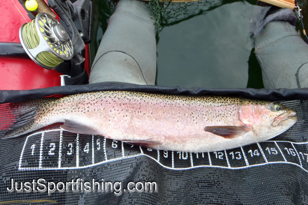 Fisherman measuring a nice big rainbow trout.