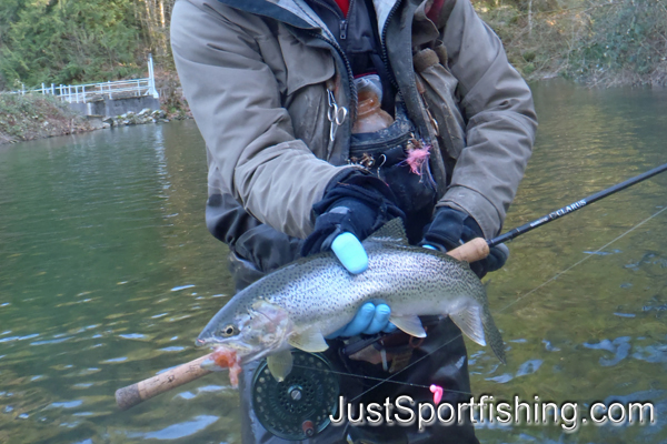 steelhead trout photo