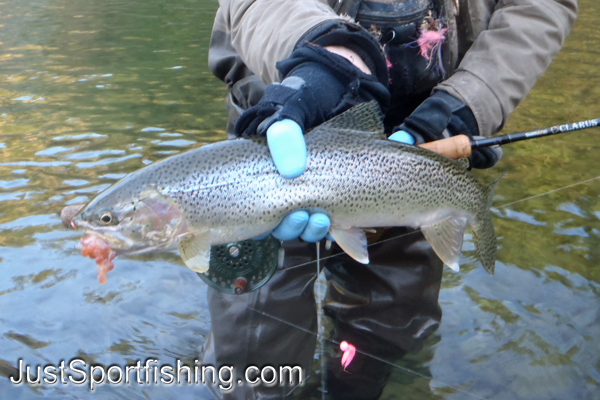 steelhead trout photo