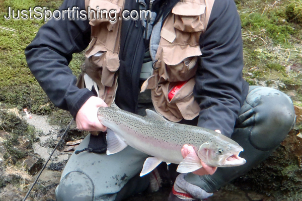 Photo of a fisherman holding a steelhead trout