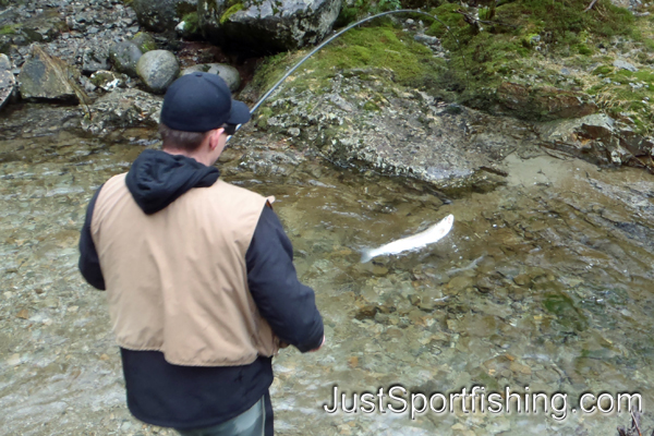 Photo of a steelhead trout