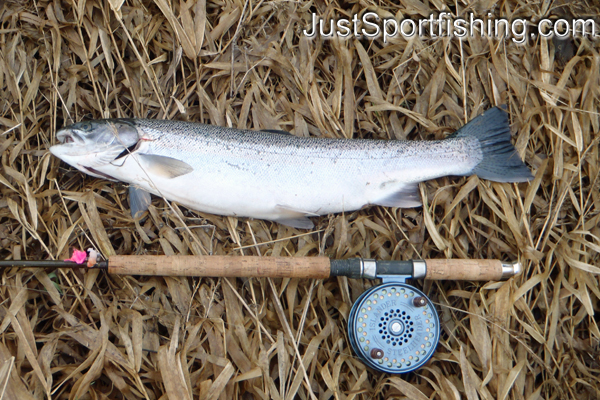 Photo of a steelhead trout by a flyreel