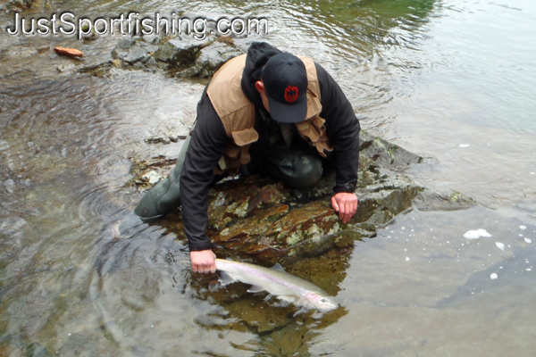 Fisherman releasing a steelhead trout