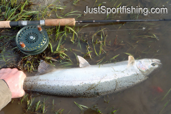 Photo of a steelhead trout by a fly rod.