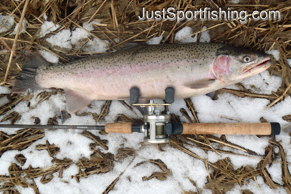 Photo of a steelhead trout by a fly rod in snow.
