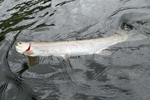 steelhead trout photo