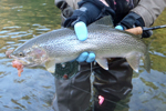 steelhead trout photo