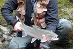 steelhead trout photo