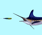 Fishing for Marlin